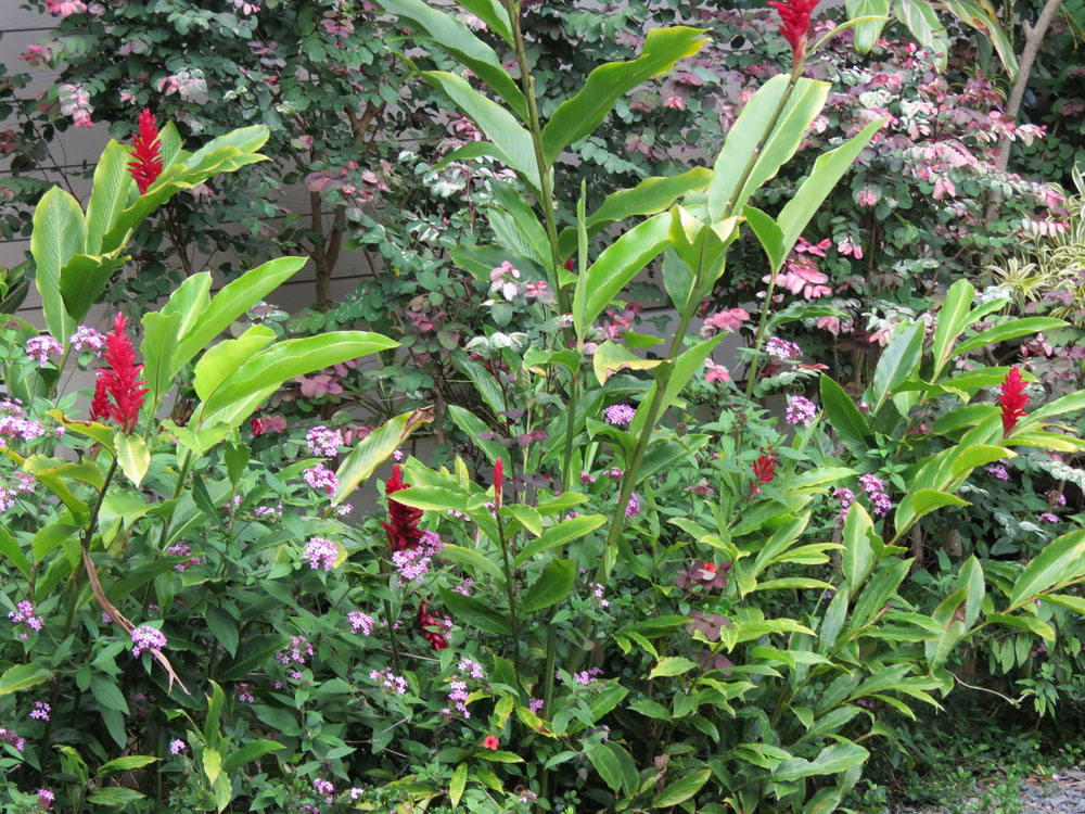 Colorful Maui Cottage Flowers