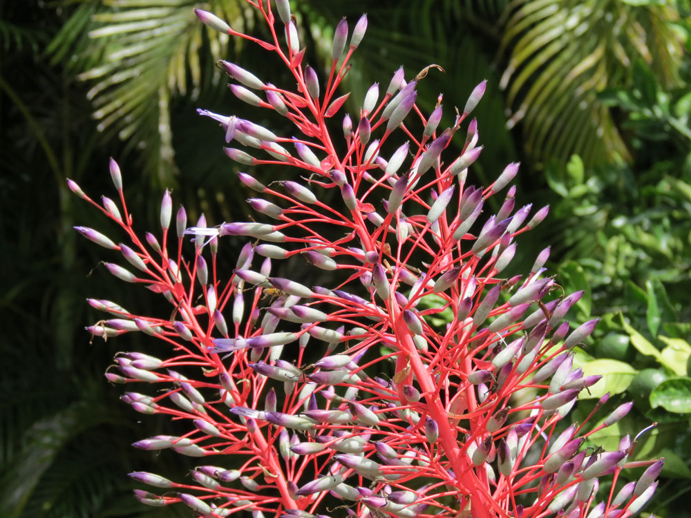 Lobelia Flowers Maui