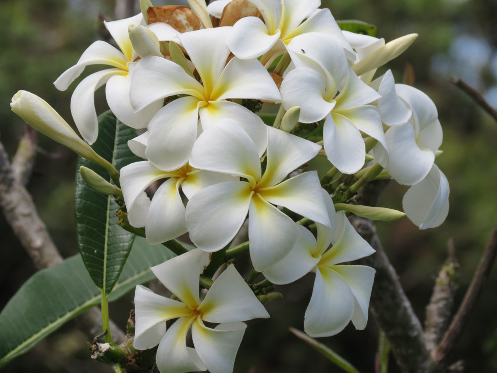 Plumeria Flowers of Maui Cottage