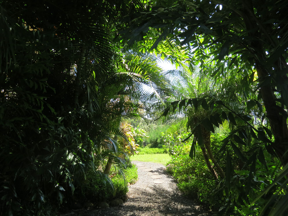 Lush Tropical Beauty