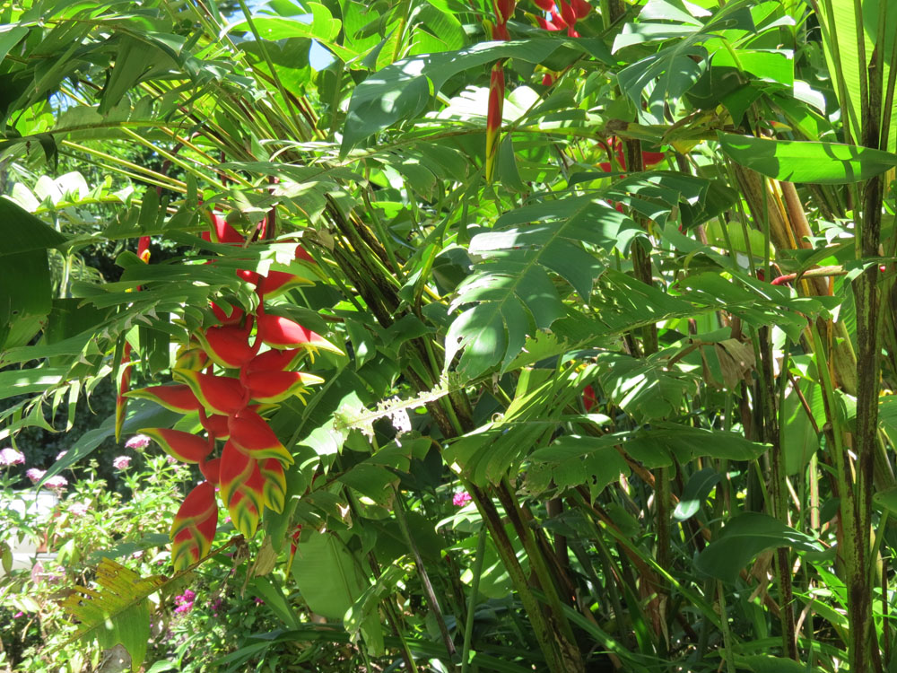 Lobster Claw Heliconia