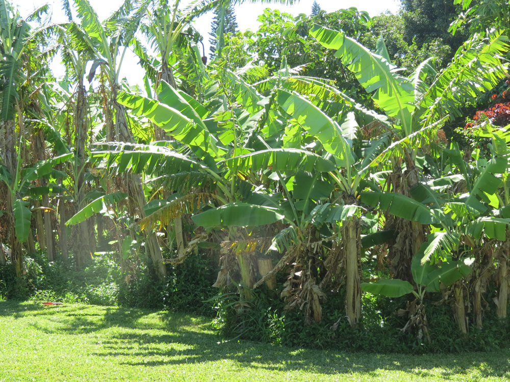 Banana Trees